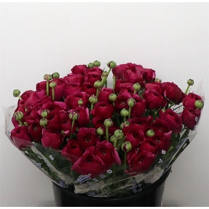 Ran Su Sr Renoir Purple Super