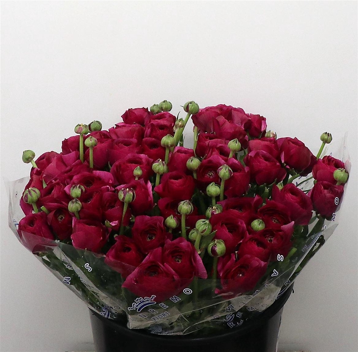 <h4>Ran Su Sr Renoir Purple Super</h4>