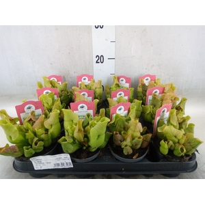 Sarracenia   ...