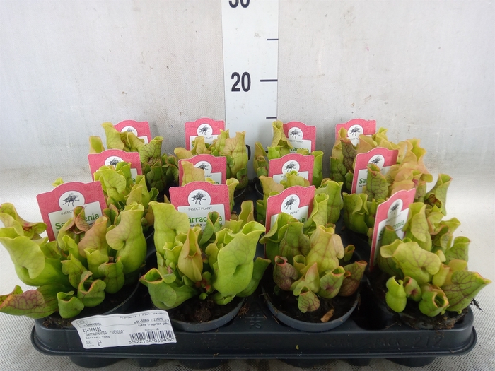 <h4>Sarracenia   ...</h4>