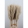 Cortaderia Vers P Stem