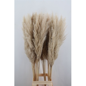 Cortaderia Vers P Stem
