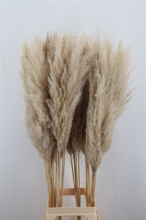 Cortaderia Vers P Stem