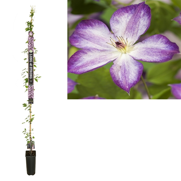 <h4>Clematis Pernille PBR +Long & strong label</h4>