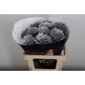 Brassica Wx (crane) Zilver