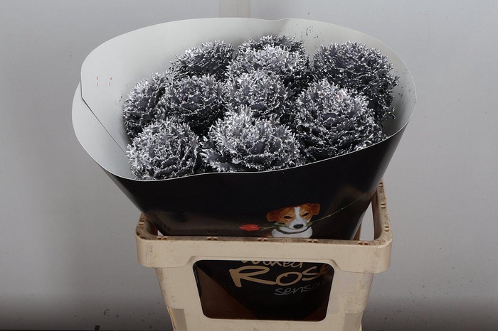 <h4>Brassica Wx (crane) Zilver</h4>