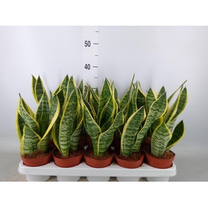 Sansevieria trifa. 'Futura Superba'