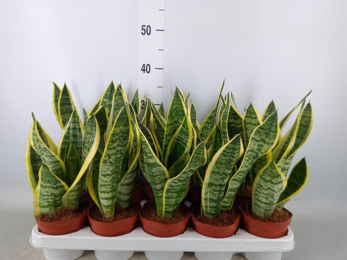 <h4>Sansevieria trifa. 'Futura Superba'</h4>
