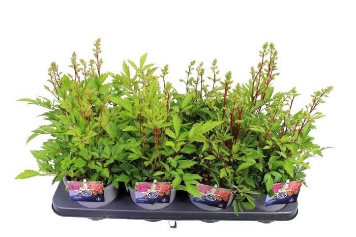 <h4>Astilbe mix</h4>