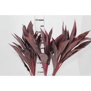 FOLHAGEM DRACENA RUBRA VINHO