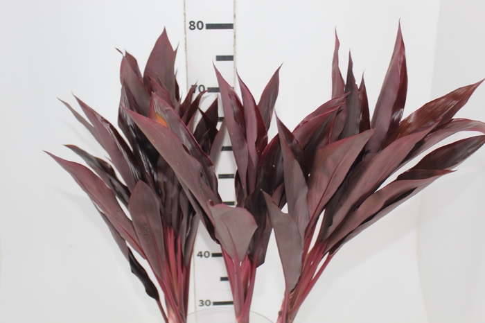 <h4>FOLHAGEM DRACENA RUBRA VINHO</h4>