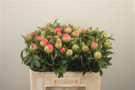 <h4>Paeo L Coral Sunset</h4>