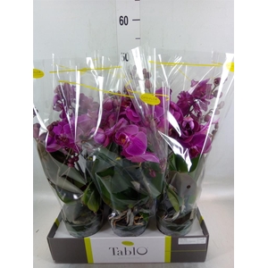 Phalaenopsis   ...lilac