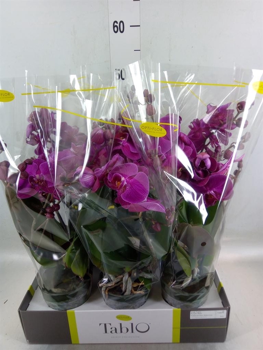 <h4>Phalaenopsis   ...lilac</h4>