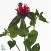 Monarda Red Fountain