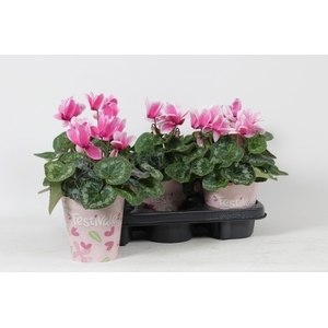 CYCL GR LOVE MOMENTS