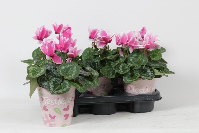 <h4>CYCL GR LOVE MOMENTS</h4>