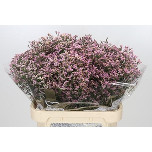 Limonium sinensis Blush Diamond