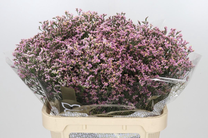 <h4>Limonium sinensis Blush Diamond</h4>