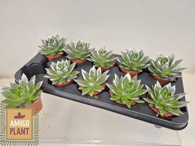 <h4>ECHEV MIRANDA</h4>