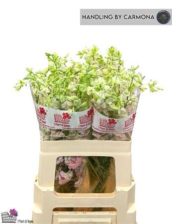 <h4>CONS RE Q LIGHT PINK</h4>