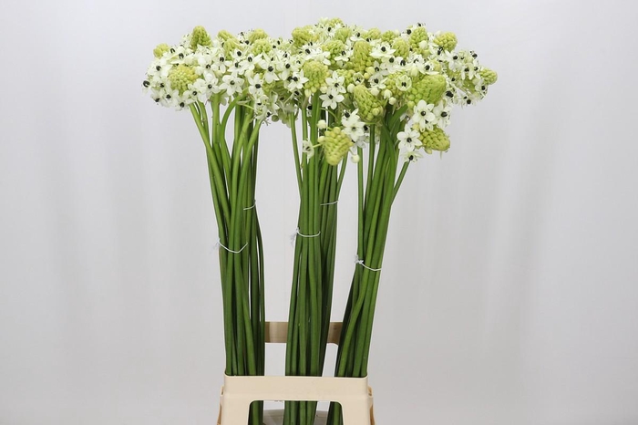 <h4>Ornithogalum Saundersiae</h4>