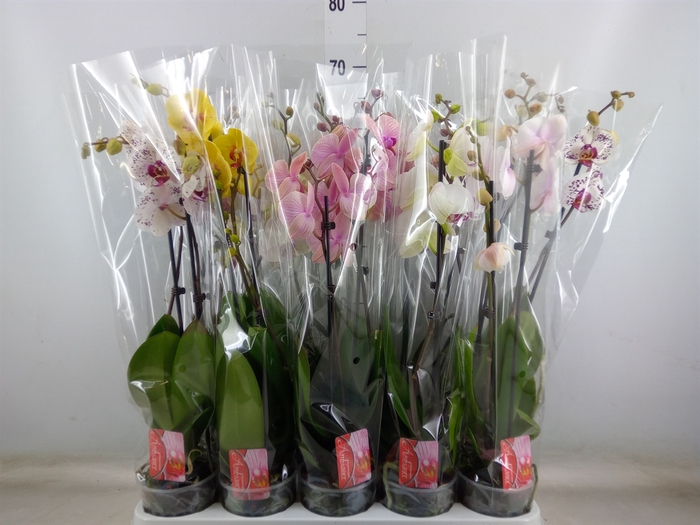 <h4>Phalaenopsis   ...mix</h4>