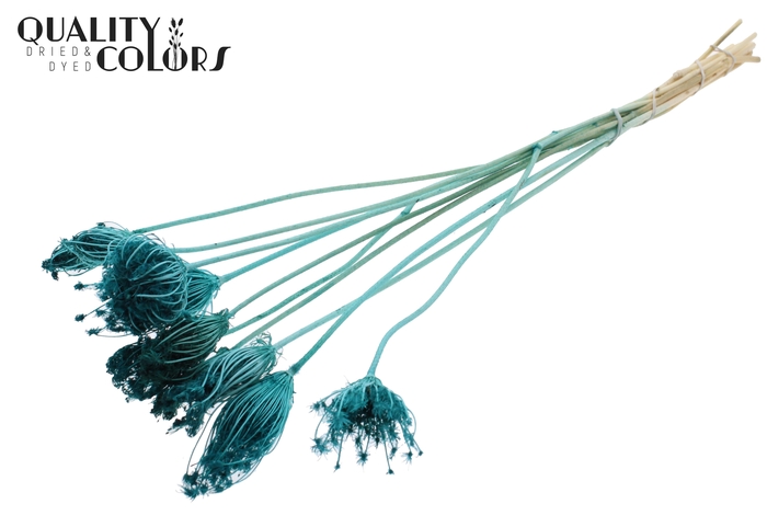 Ammi Majus 2-4cm 10pc/bunch Bleached Turquoise