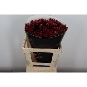 Brassica Wx (spider) Bordeaux