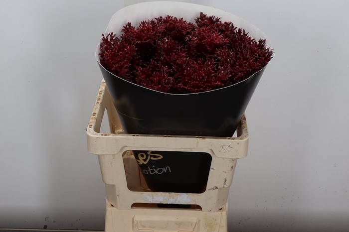 <h4>Brassica Wx (spider) Bordeaux</h4>