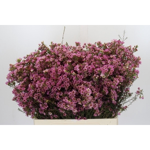 Chamelaucium Painted Lady