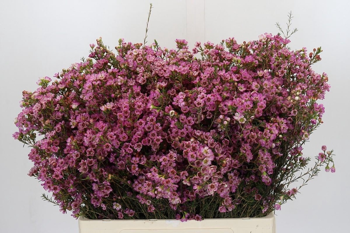 <h4>Chamelaucium Painted Lady</h4>