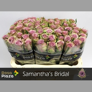 R GR SAMANTHA BRIDAL