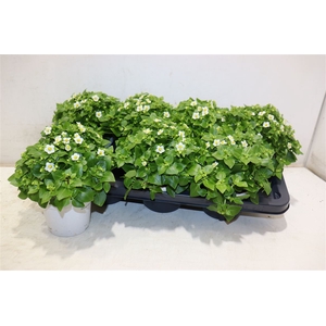 Exacum White Star