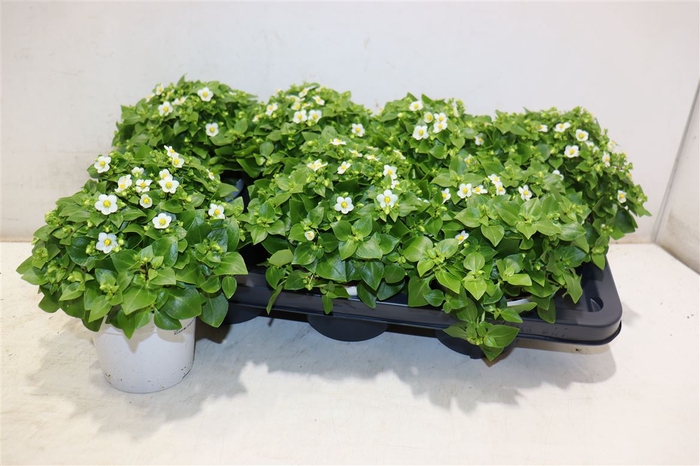 <h4>Exacum White Star</h4>