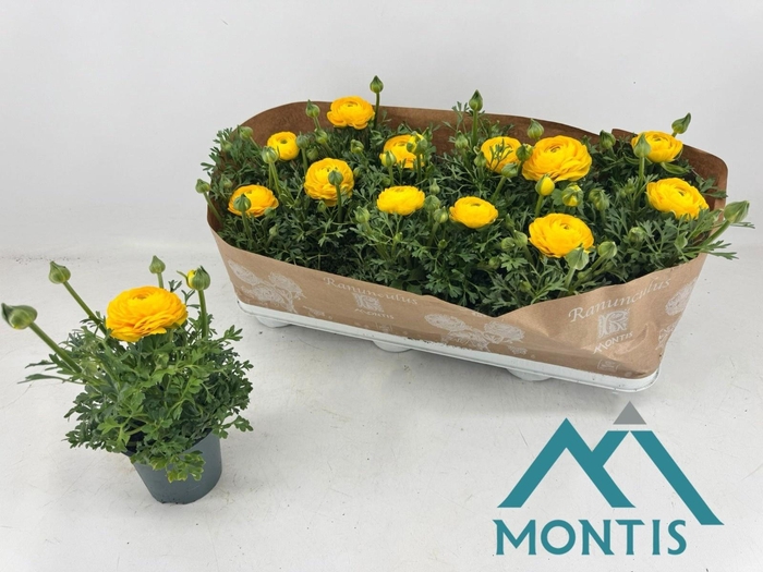 <h4>RANUN SPRINK YELLOW</h4>