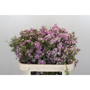 Chamelaucium Giselle