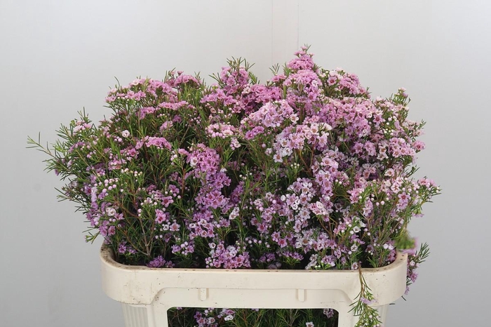 <h4>Chamelaucium Giselle</h4>