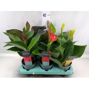 Canna  'Cannova'   ...mix