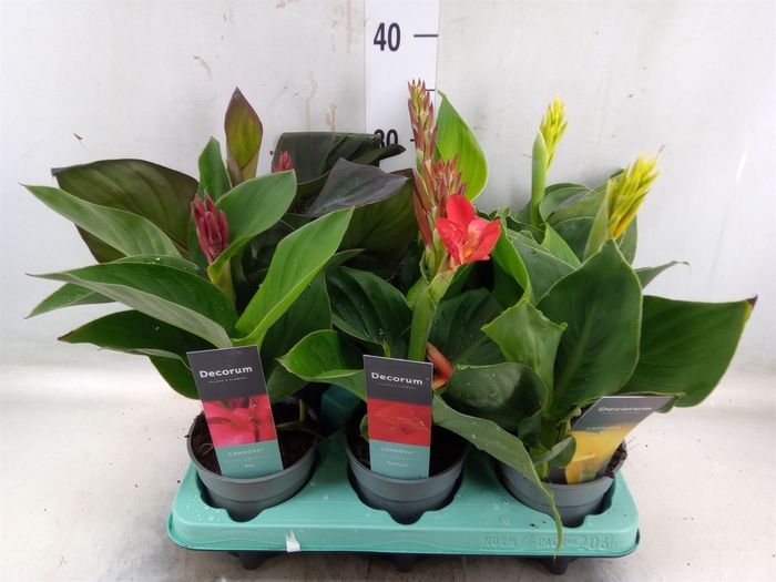 <h4>Canna  'Cannova'   ...mix</h4>