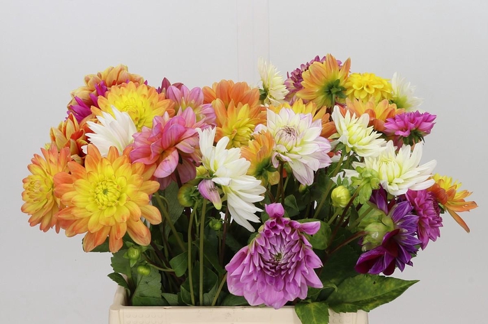 <h4>Dahlia Gemengd in bos</h4>