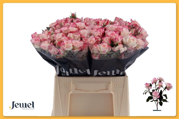 <h4>Rosa spray reflex</h4>