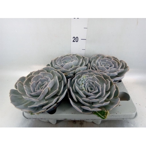 Echeveria  'Pollux'