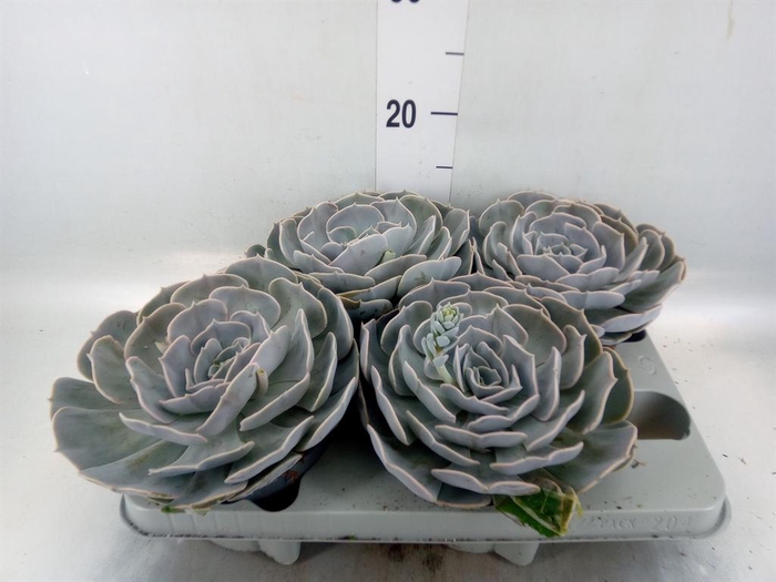 <h4>Echeveria  'Pollux'</h4>