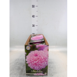 Dahlia   ...flowerbulbs