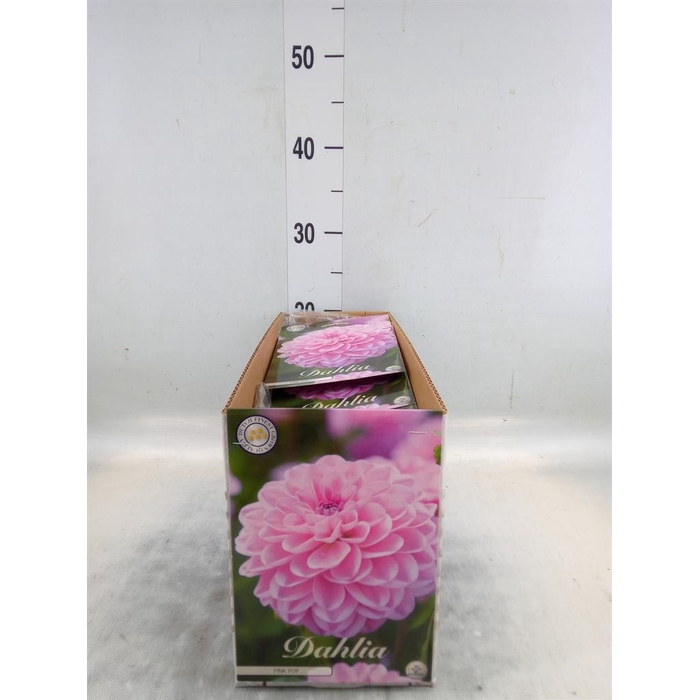 <h4>Dahlia   ...flowerbulbs</h4>