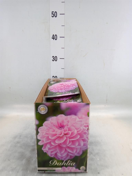 <h4>Dahlia   ...flowerbulbs</h4>