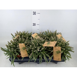 Rhipsalis baccifera subsp. horrida