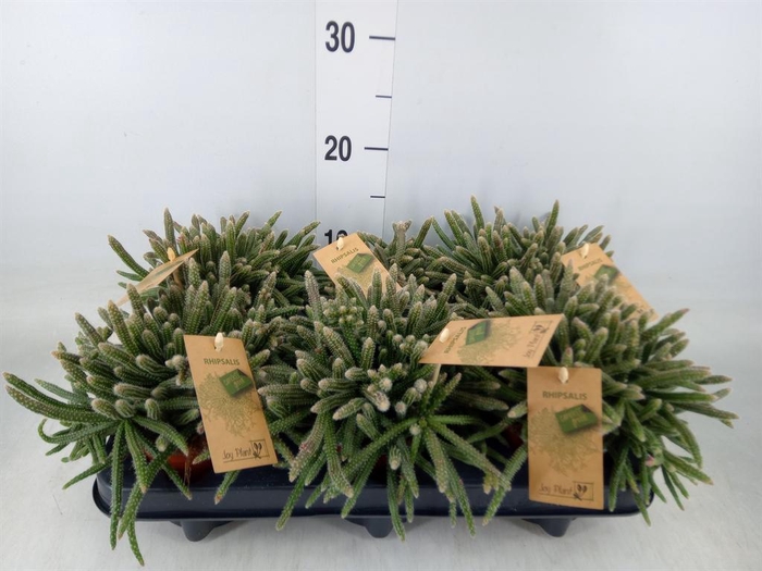 <h4>Rhipsalis baccifera subsp. horrida</h4>