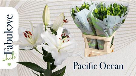 <h4>Li Or Pacific Ocean 5+</h4>